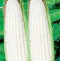 Corn Seed Garden Collection - Non-GMO Heirloom Seeds - 6 Top Varieties - Zea mays