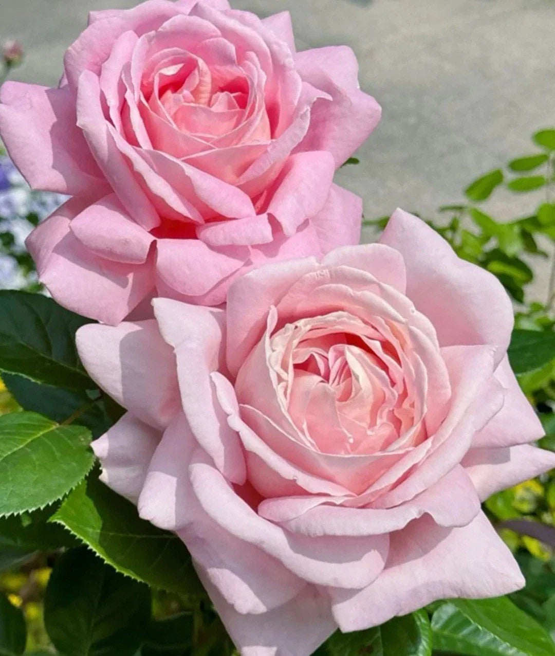 Light Pink Rose Cuttings - 3 Fresh Unrooted Cuttings 5-8" Long - Ideal for Propagation - Rosa spp.