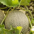 Muskmelon Seeds, 25+ Heirloom Non-GMO Edisto 47 Sweet, Cantaloupe Seeds, Cucumis melo