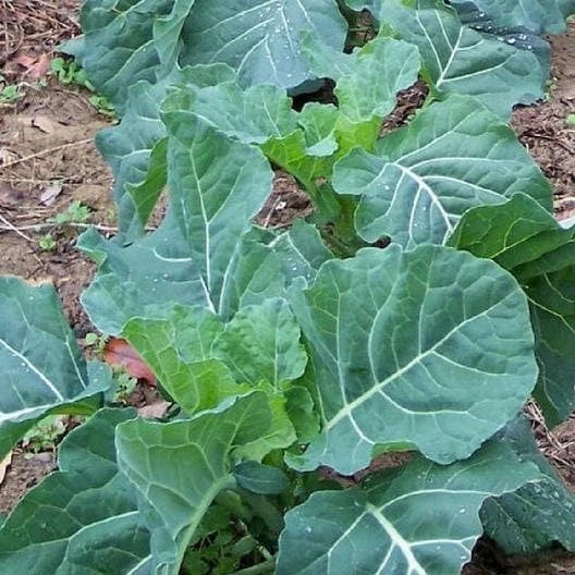 Georgia Collard Seeds - Non-GMO Heirloom Gardening Seeds - Tracking Included - Brassica oleracea