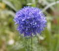 Globe Gilia Seeds for Planting - 200+ Seeds - Beautiful Annual Wildflower (Gilia capitata)
