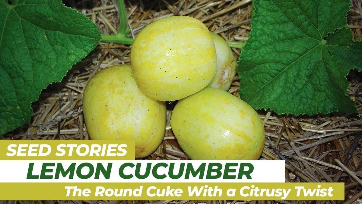 Lemon Cucumber Seeds - 100+ Heirloom Organic NON-GMO - Rare Variety - Cucumis sativus