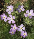 Linanthus grandiflorus Mountain Fox Seeds - 1000+ Premium Wildflower Seeds for Garden, Native Plant Enthusiasts