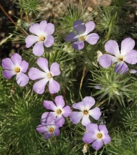 Linanthus grandiflorus Mountain Fox Seeds - 1000+ Premium Wildflower Seeds for Garden, Native Plant Enthusiasts
