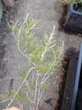 Live Rosemary Houseplant, Organic Perennial, 3-4 ft, Blue Flowers, Rosmarinus officinalis, Cold-Hardy, Aromatic Herb, Zones 6-11