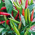 Thai Hot Pepper Seeds 50+ Heirloom Non-GMO Capsicum annuum, USA Seller, Free Shipping