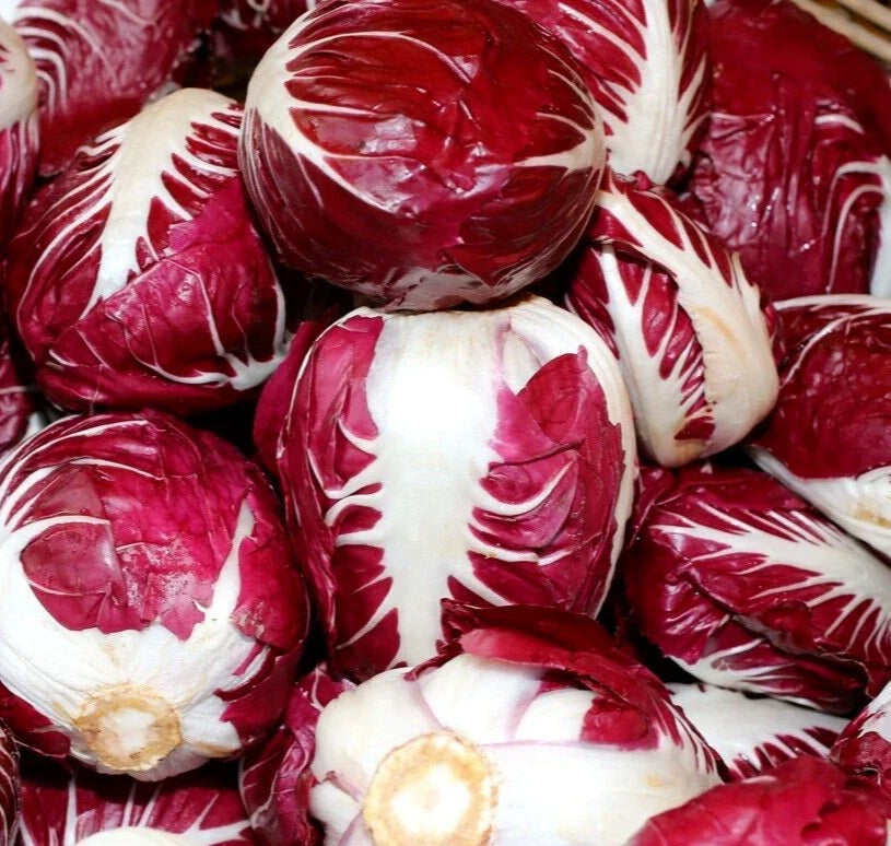 Radicchio Seeds 500+ Rouge de Verona Cichorium intybus Vegetable - Heirloom, Non-GMO, Free Shipping