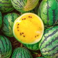 Yellow Petite Watermelon Seeds | Heirloom Mini Dwarf Melon Seed | Citrullus lanatus | 2025