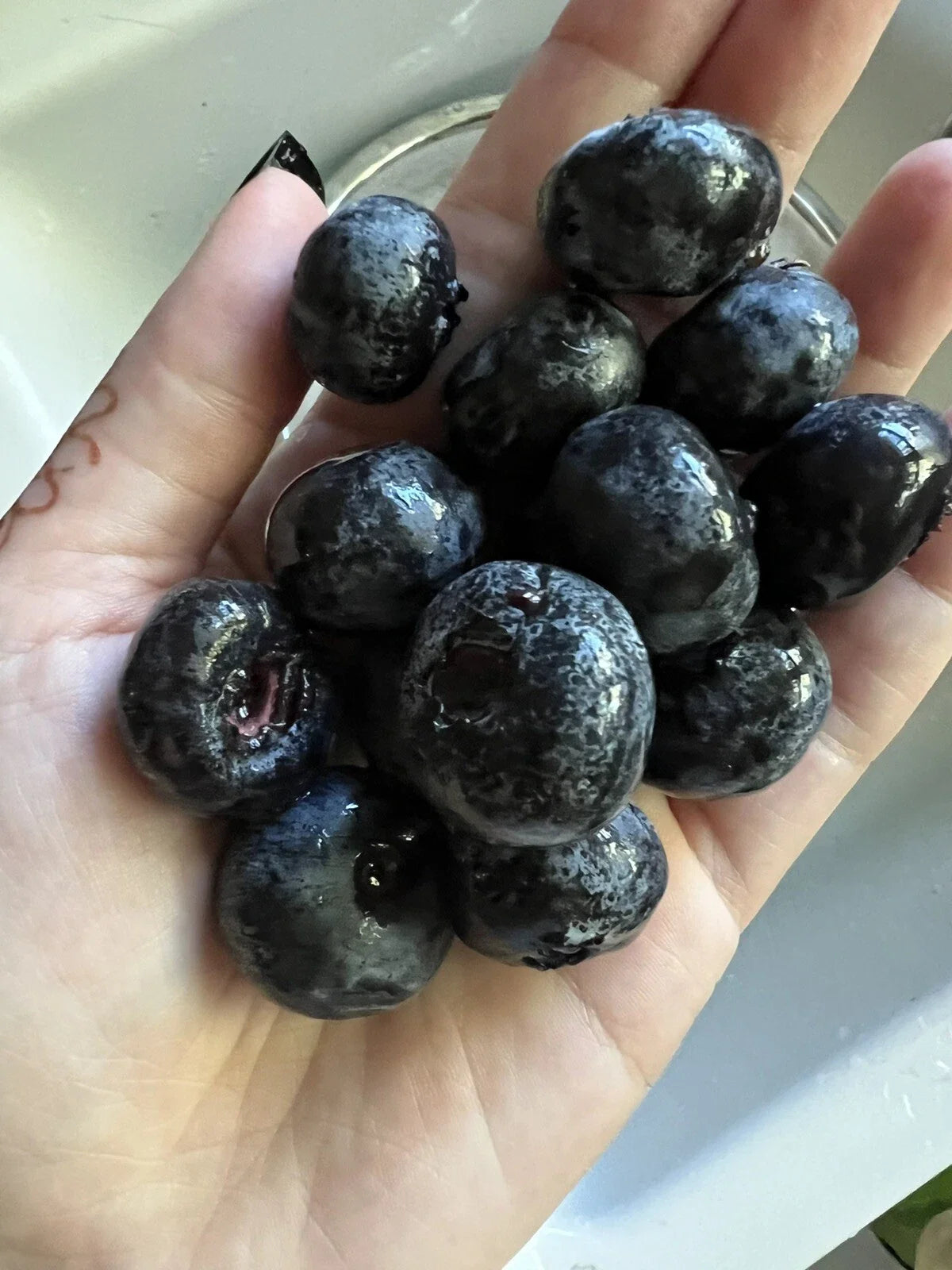 Giant Blueberry Seeds - 100 Count - Organic Edible Garden Fruit - Vaccinium corymbosum - Homegrown USA