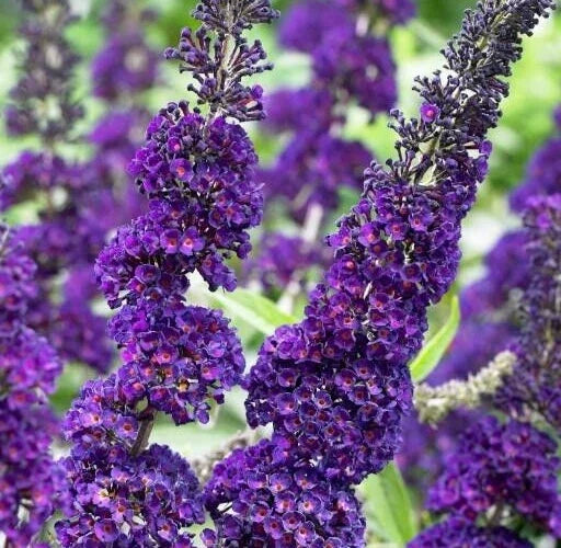 Buddleja Davidii 6" Purple Butterfly Bush Unrooted Cuttings 7-Pack Live Flower Plant