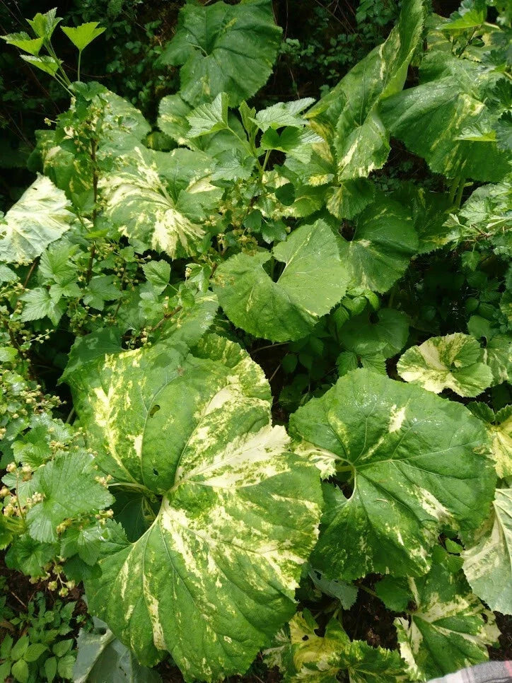 Variegated Japanese Fuki Plant - Unique Green & White Leaves - Petasites japonicus