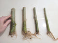 Rooted 7" Angel Trumpet Cuttings - Brugmansia - Choose Yellow, Pink, or White