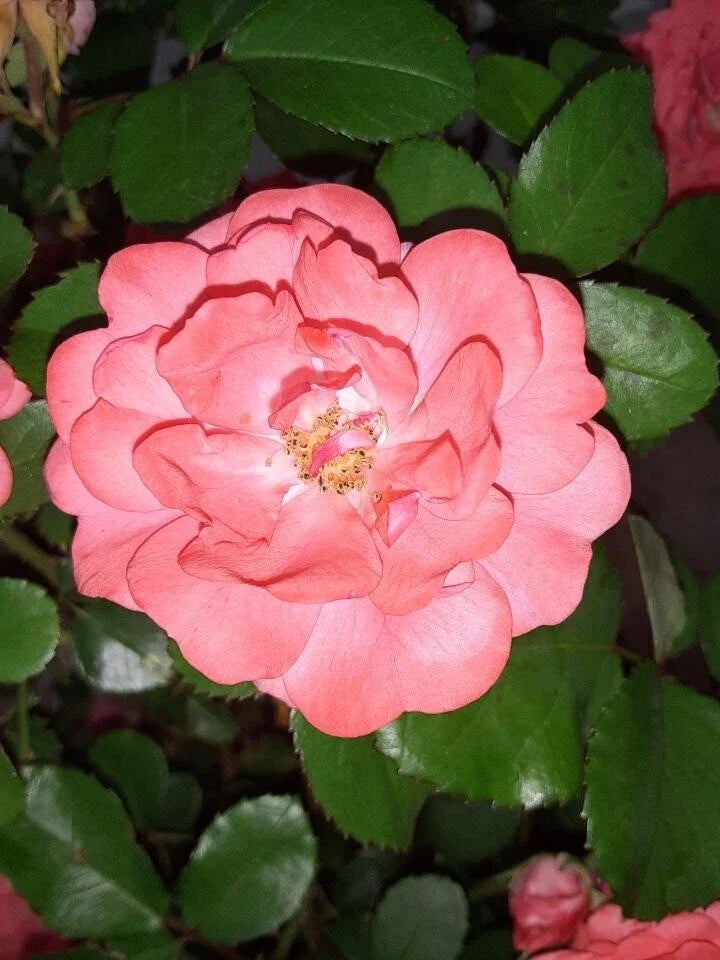 Coral Floribunda Rose Cuttings (4) - Rosa Floribunda
