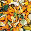 Small Gourd Mix Seeds - 50+ Variety Pack for Fall Decor - Cucurbita pepo