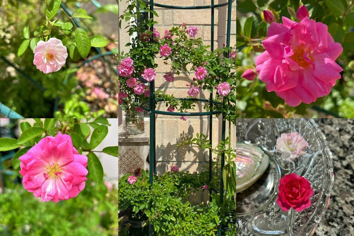 Peggy Martin Thornless Rose Cuttings - 10 Healthy Stem Cuttings - Rosa 'Peggy Martin' - Ideal for Gardens and Landscapes