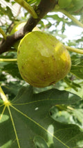 Live Fig Tree Cuttings 5pcs - Healthy Sweet Varieties - Hardy Fresh Cuttings (Ficus carica)