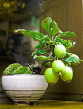 Guava Fruit Bonsai Tree Seeds - 20 Pack - Exotic Tropical Plant - Psidium guajava