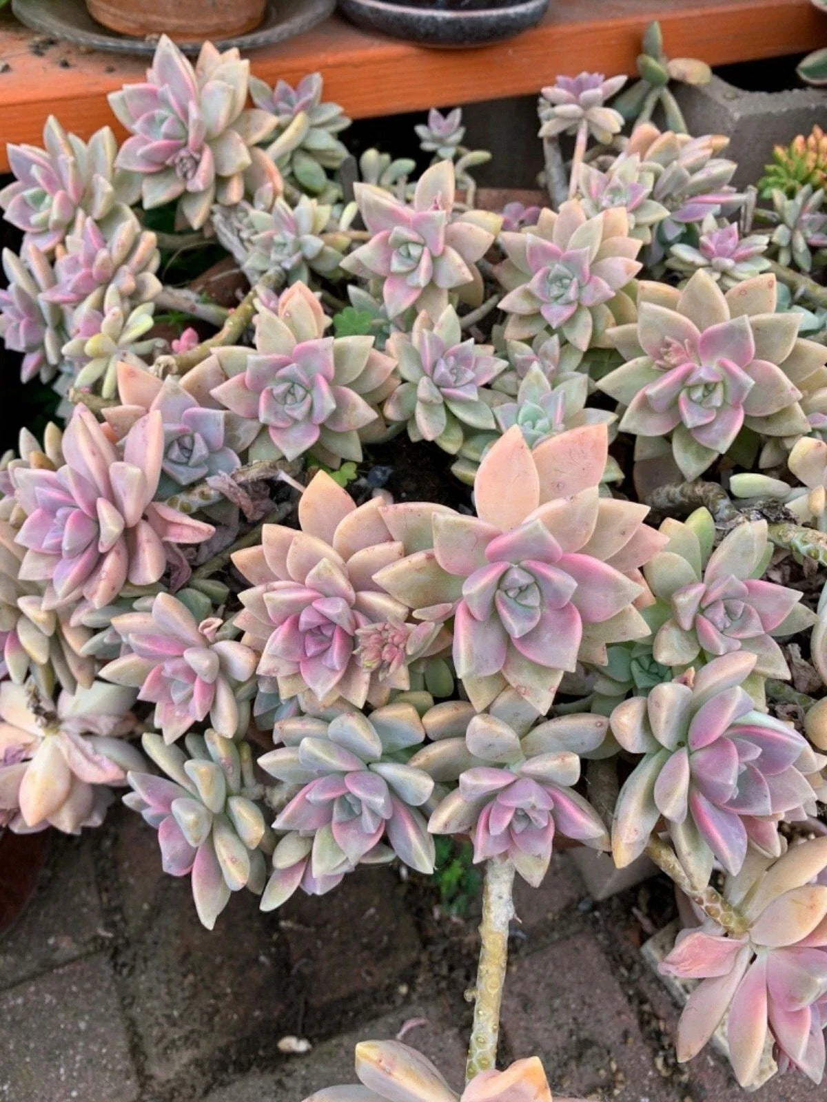 Graptopetalum Paraguayense Ghost Plant Succulent Cuttings - 3 Live Cuttings for Propagation and Gardening