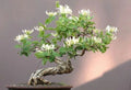 Honey Suckle Plant Rooted Cuttings, 4-Pack, Perfect for Bonsai, Lonicera spp.