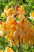Dancing Rabbit Aromi Azalea Starter Plant - Deciduous Rhododendron - Dormant - Small Size