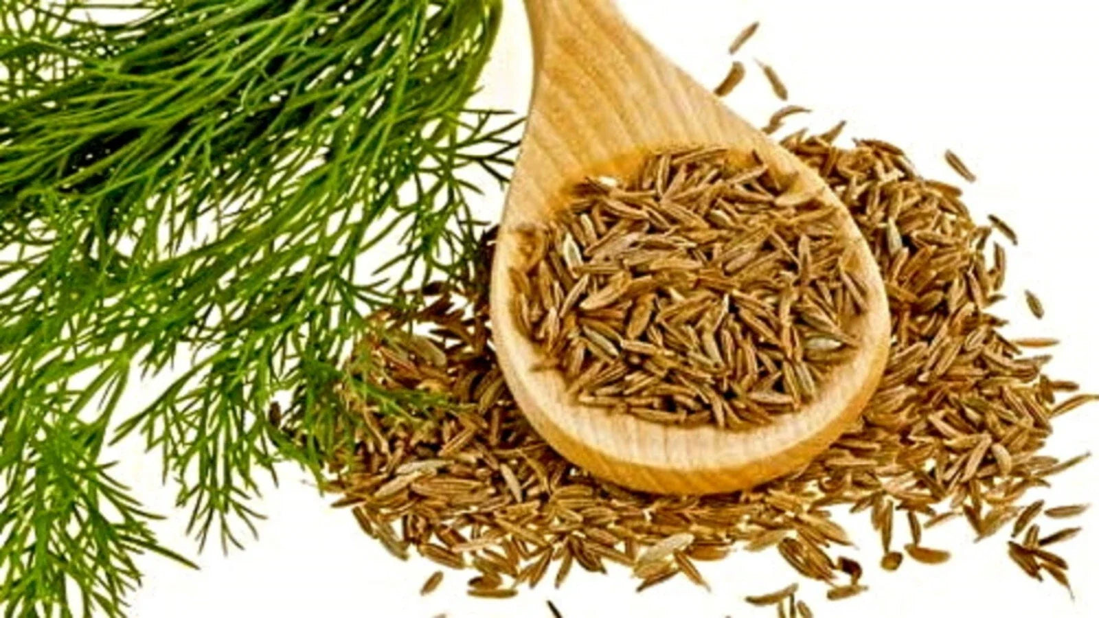 Organic Cumin Seeds - Culinary Grade, Annual, 50+ Seeds, Cuminum cyminum - Free Shipping