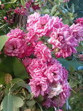 French Rose Cuttings - 4 Stems - Colorful Varieties - Rosa spp.