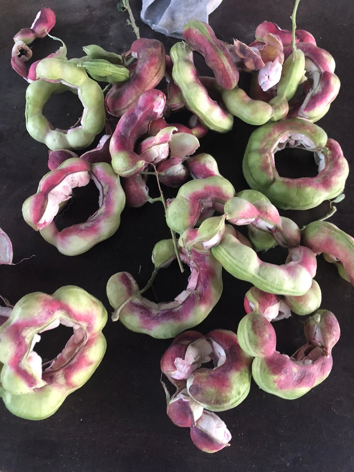 Manilla Tamarind Seeds - 20 Seeds Madras Thorn Fruit - Tamarindus indica