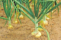 Organic Vidalia Sweet Onion Seeds - Non-GMO, 110/170 Days, Spring/Fall Garden, Allium cepa