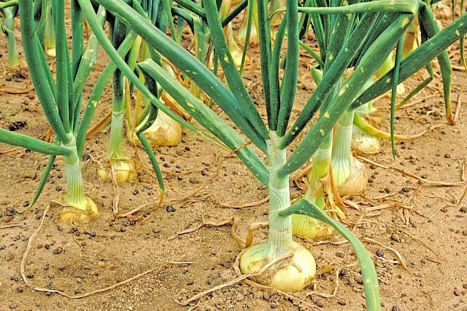 Organic Vidalia Sweet Onion Seeds - Non-GMO, 110/170 Days, Spring/Fall Garden, Allium cepa