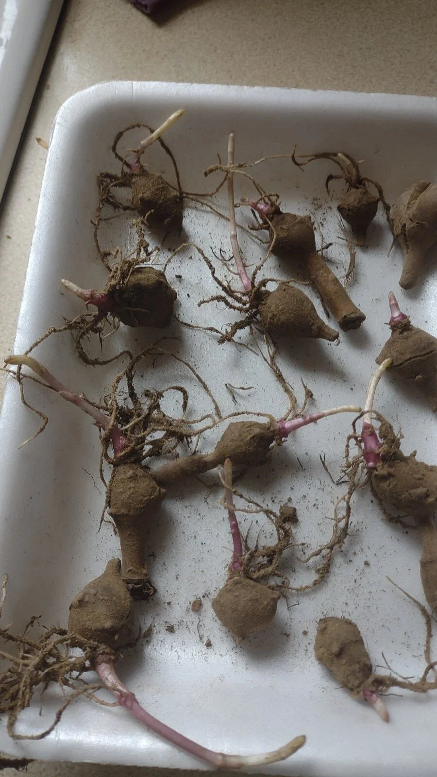 Red Organic Jerusalem Artichoke Tubers - 10 Small for Planting Helianthus tuberosus