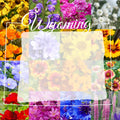 Wyoming Western Wildflower Seed Mix 1 lb - Covers 3,200 sq ft - Native Wildflowers for Gardens, Meadows, and Pollinators