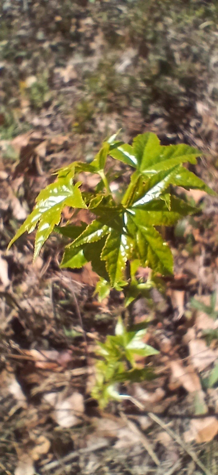 Sweet Gum Trees 5-Pack 10"-1ft Tall Rare Southern Alabama Liquidambar styraciflua Seedlings Native Beauty