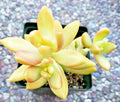 Sedum Adolphii "Golden Glow" - 2" Diameter Rooted Plants - Golden Sedum - Succulent Variety