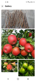Apple Tree Cuttings - 6+1 FREE Live Grafting Rooting Scions - Malus domestica