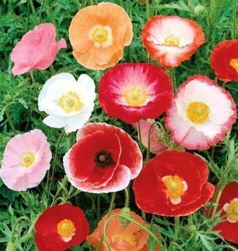 Double Shirley Poppy Seeds - 2000+ Mixed Annual Flower Seeds - Papaver Rhoeas - Garden Planting