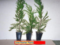 Leyland Cypress Trees - 3 Bare Root Starter Plants - Cupressocyparis leylandii - Evergreen Hedge - Fast Growing 20-30 ft