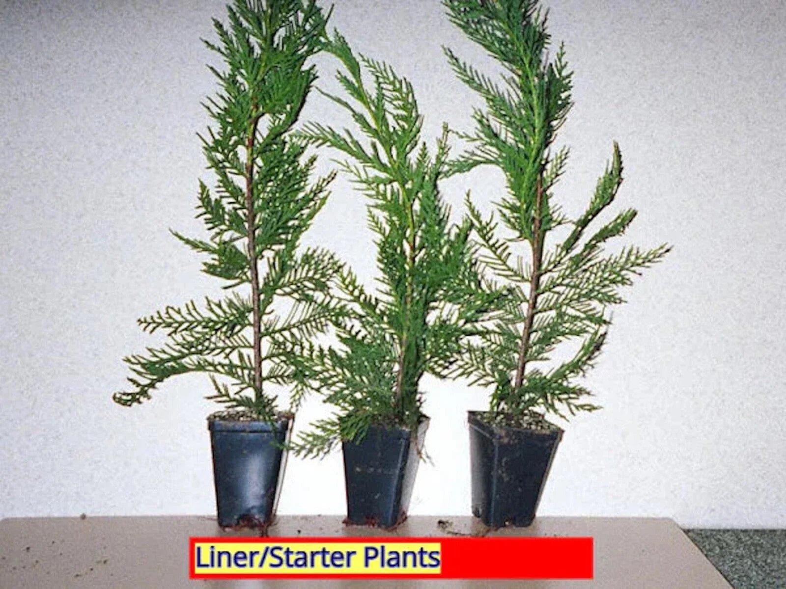 Leyland Cypress Trees - 3 Bare Root Starter Plants - Cupressocyparis leylandii - Evergreen Hedge - Fast Growing 20-30 ft