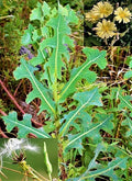 Wild Lettuce Seeds - 50 Prickly Opium Lettuce - Medicinal Herb (Lactuca serriola)