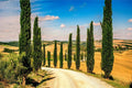 Italian Cypress Seeds for Planting - 100 Count - Exotic Evergreen Tree Seeds (Cupressus sempervirens)