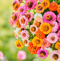 Zinnia Seeds Pack - Button Box Mix - Petite Dwarf Short - Non-GMO - 500 Seeds - Zinnia elegans