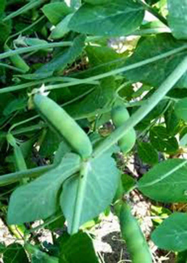 Heirloom Peas Seeds, Early Alaska Variety, 100+ Seeds, Great Fresh or Canned, Pisum sativum