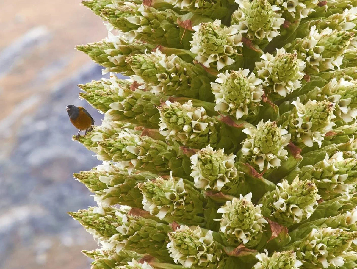 Queen of The Andes Seeds - 10 Pack - Rare Exotic Puya Planting Seeds - Perfect for Gardens