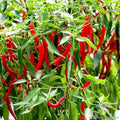 Skyline Red Hot Pepper Seeds - 25+ Pack - Garden Planting - Capsicum annuum - USA