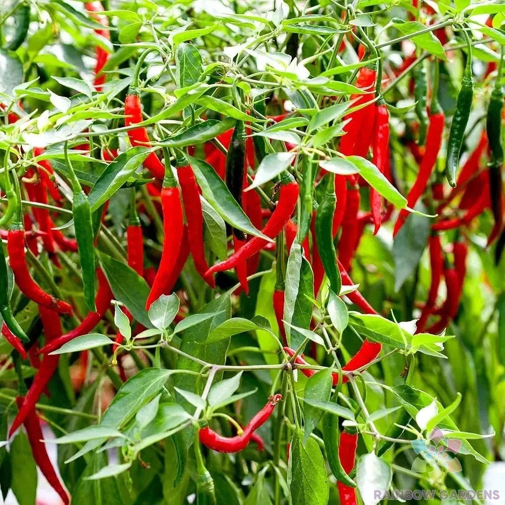 Skyline Red Hot Pepper Seeds - 25+ Pack - Garden Planting - Capsicum annuum - USA