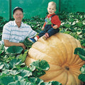 Dill's Atlantic Giant Pumpkin Seeds | Heirloom Non-GMO | Bulk Pack | Cucurbita maxima