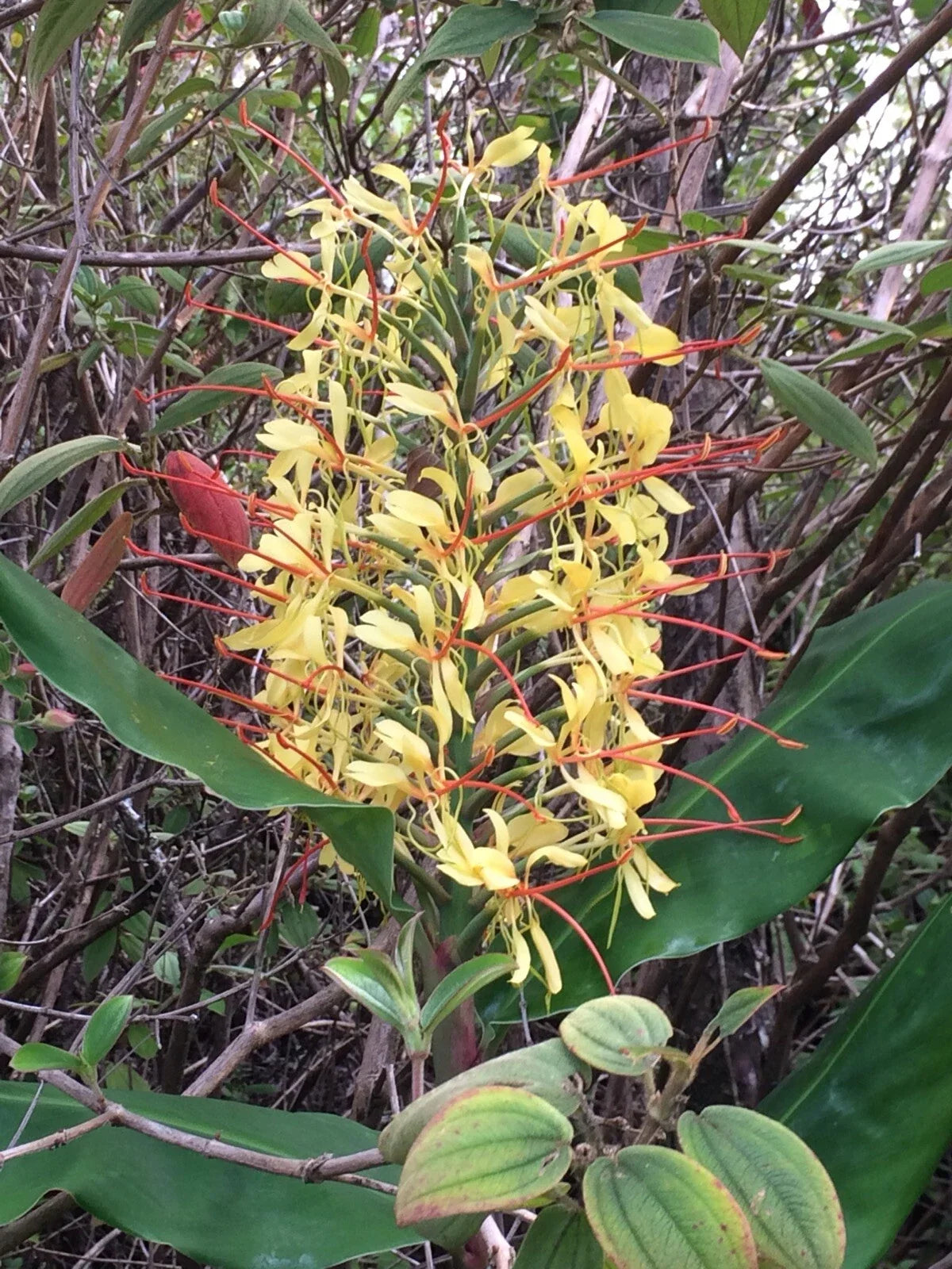 Hawaiian Kahili Butterfly Ginger Live Tuber Root - 2 Large Rhizomes - Hedychium gardnerianum