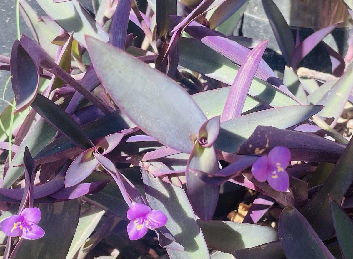 Tradescantia Pallida Clippings - 15 Purple Heart Cuttings for Plant Propagation