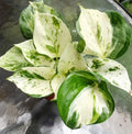 Manjula Pothos Plant - Fully Rooted - Epipremnum aureum - Decorative Indoor Houseplant