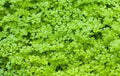 Winter Chervil Seeds - 500+ Count - French Parsley, Sweet Sicily - Gourmet Herb - USA