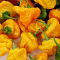 Jamaican Yellow Hot Pepper Seeds 30+ Spicy Culinary Capsicum chinense Free Shipping